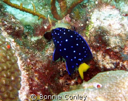 Yellowtail Damselfish seen at Isla Mujeres May 2008.  Pho... by Bonnie Conley 